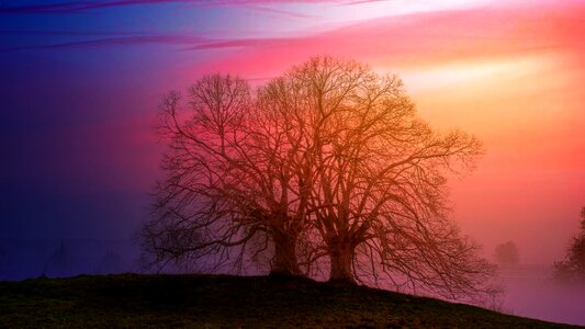 Tree sunset hill photo
