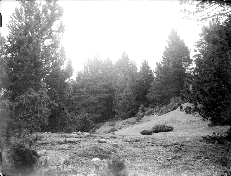 Vista d'un bosc d'avets (AFCEC RIBASV C 2687)