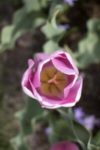Travel blossom bloom