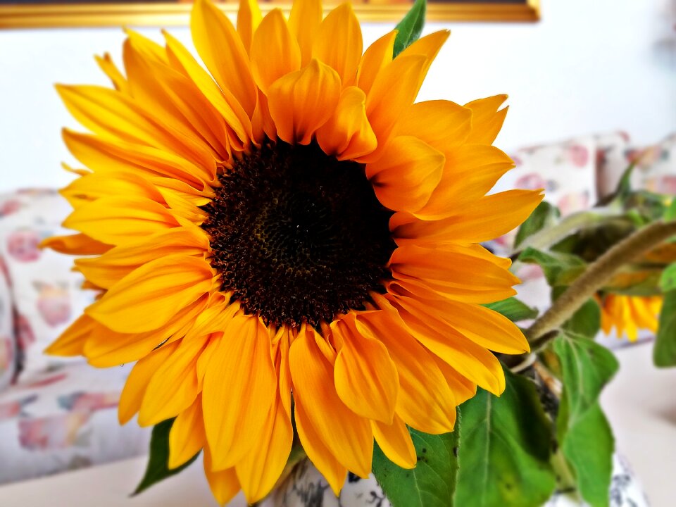 Nature yellow blooming sunflower