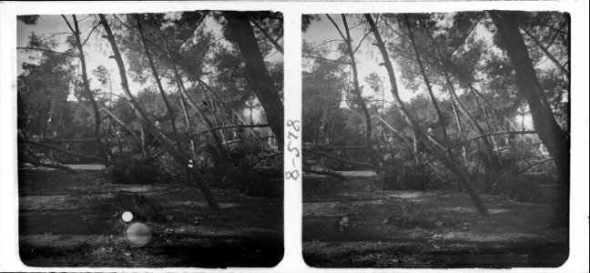 Vista d ' un petit bosc d ' un parc amb estàtua de Milà i Fontanals
