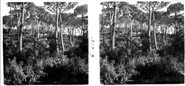 Vista d ' una pineda