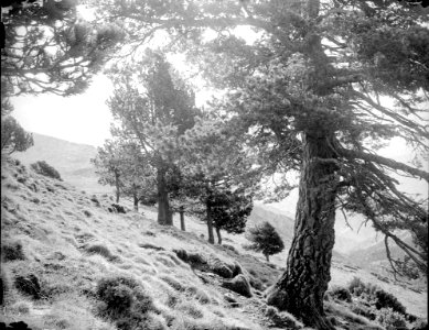 Vista d'uns arbres a la muntanya (AFCEC RIBASV C 2625)