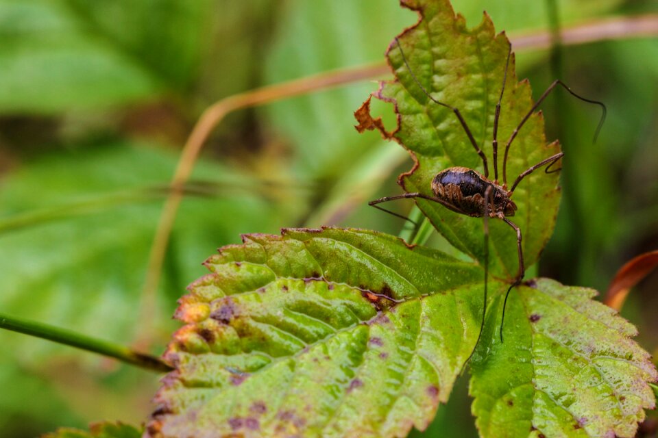 Green bug nature