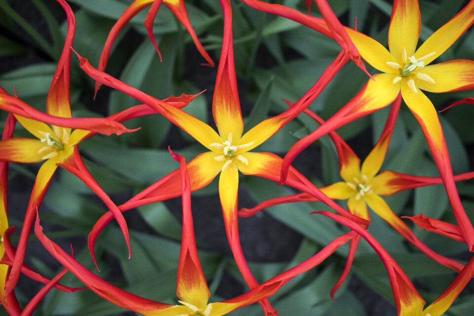 Travel blossom bloom