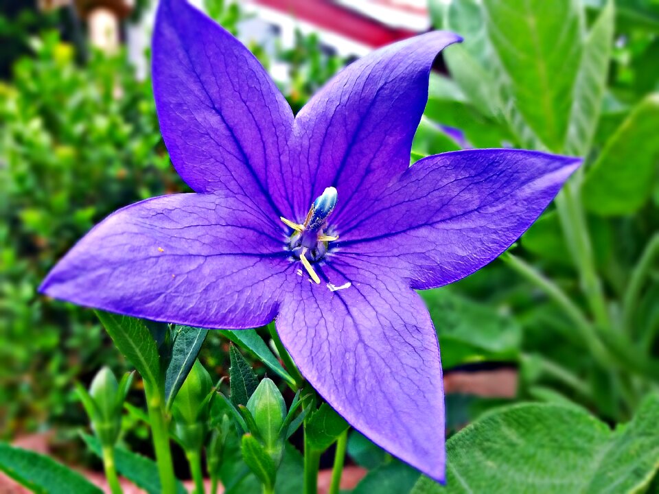 Houseplant flowering potted flower