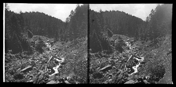 Vista d'un torrent enmig d'un bosc