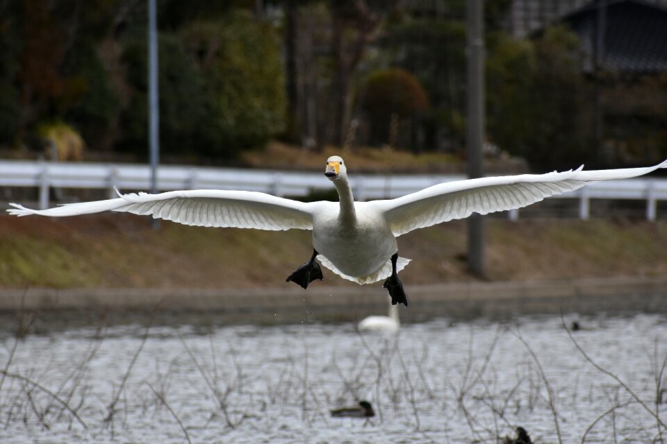Bird wild birds waterfowl