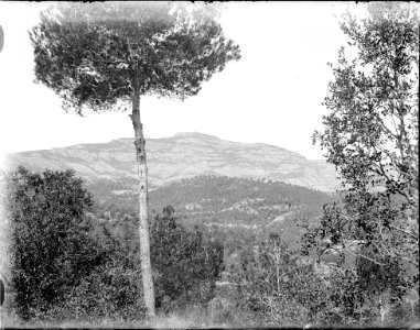 Vista d'uns arbres amb muntanyes al fons (AFCEC RIBASV C 2518)