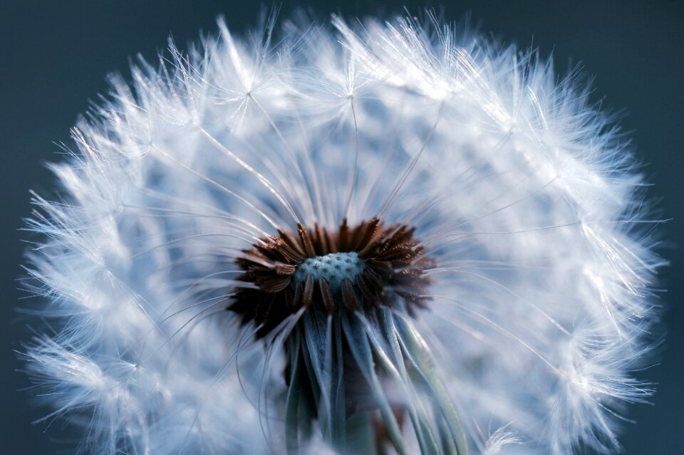 Seeds garden tender