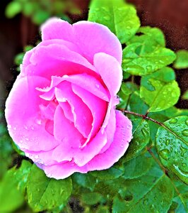 Light pink pink blossomed photo