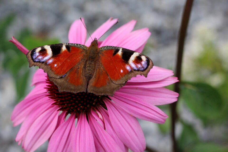 Bloom butterfly peacock butterfly