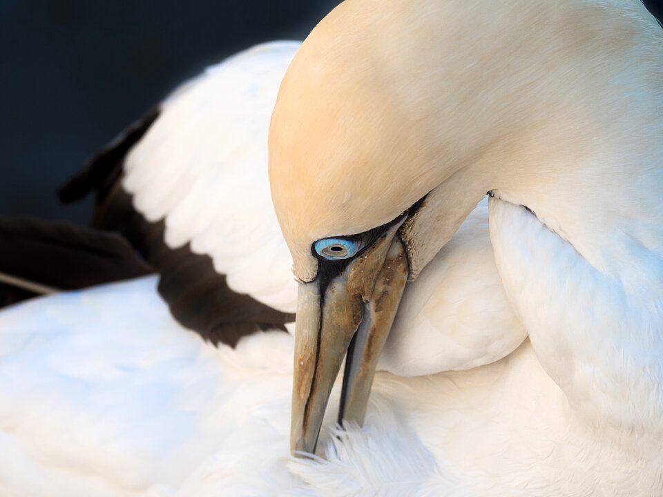 Gannet white nature