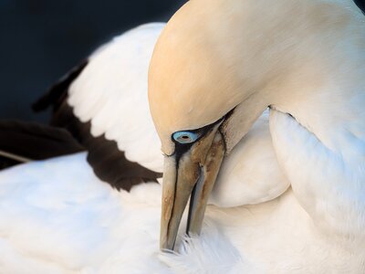 Gannet white nature photo