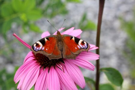 Bloom butterfly peacock butterfly photo