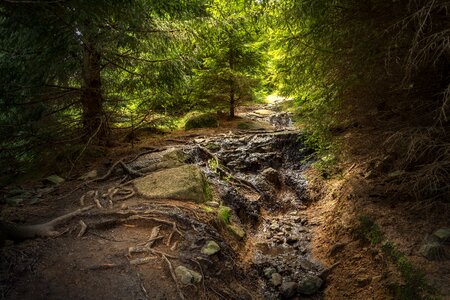 Nature landscape trees