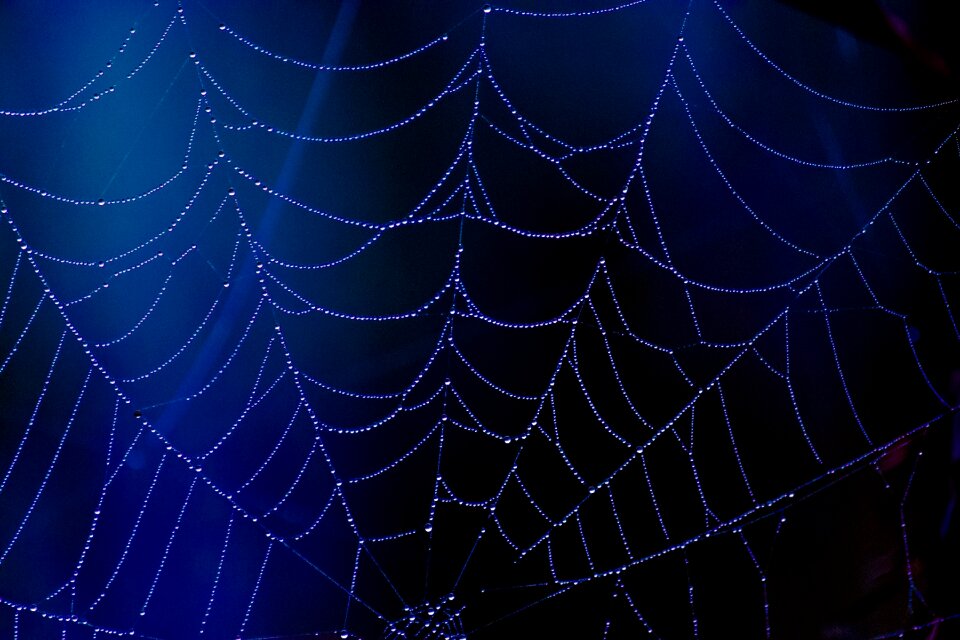 Dew drops halloween