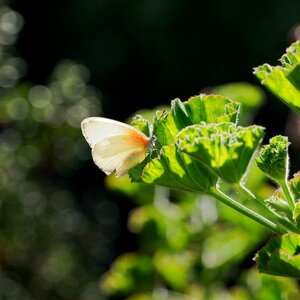 Flower nature plant photo