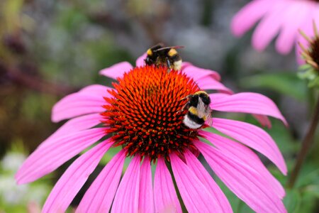 Bumblebees insect pollination photo