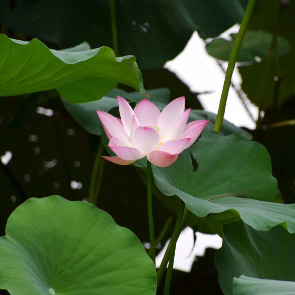 Overlook flower china