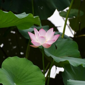 Overlook flower china