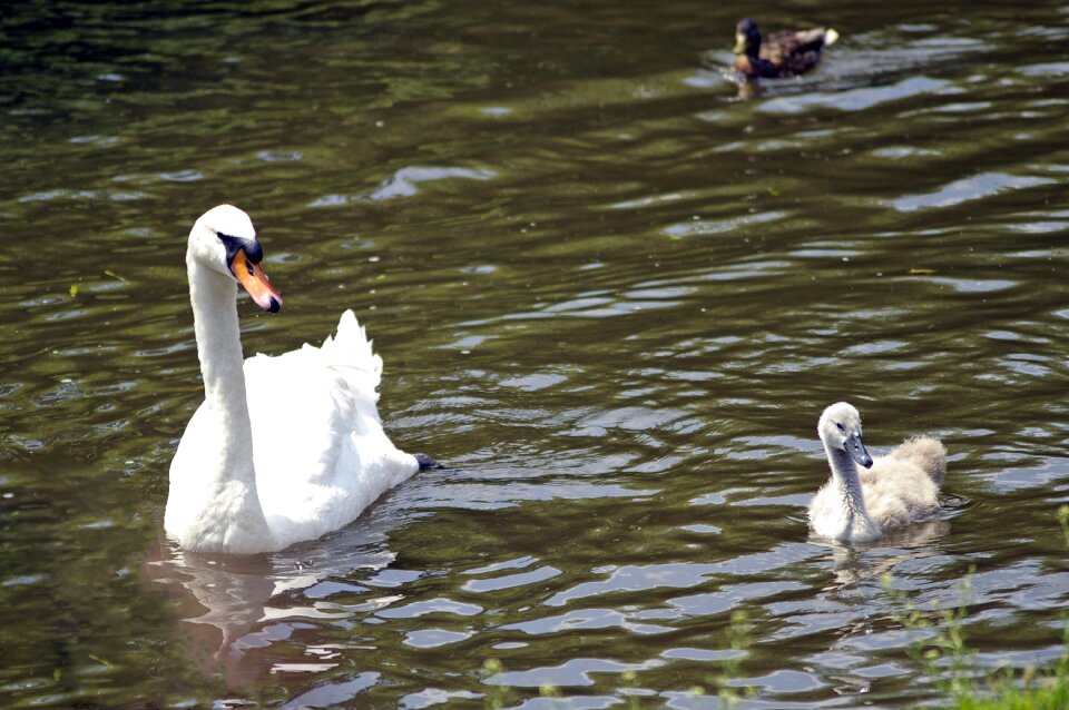 Nature swan river animal world