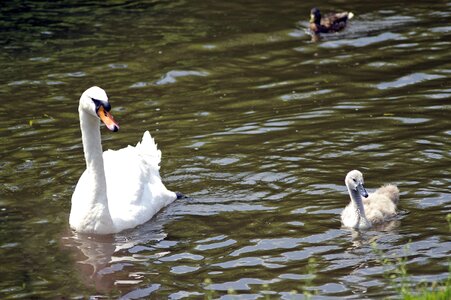Nature swan river animal world photo