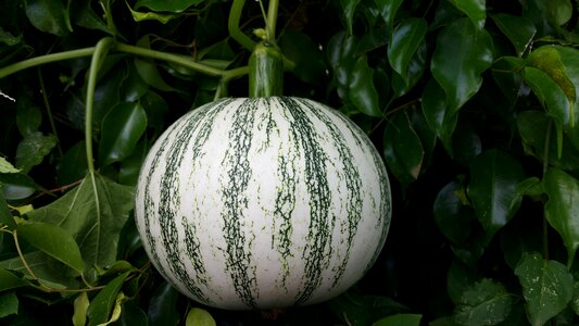 Fruit round green