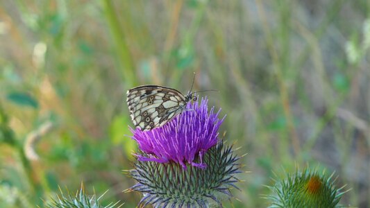 Outdoor summer insect