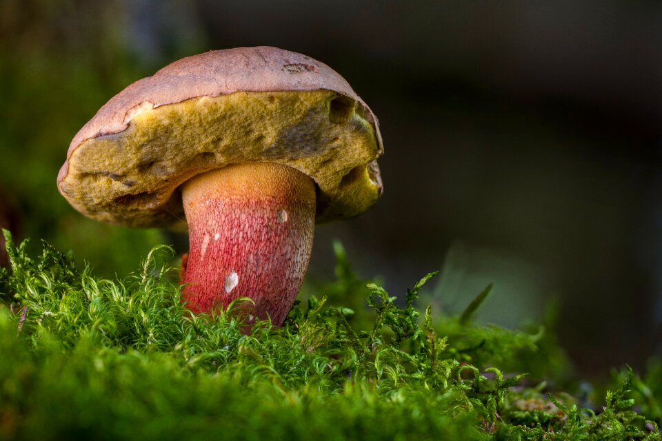 Sponge mushroom boletus calopus rac