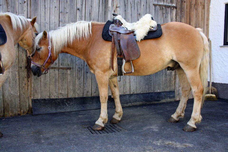 Horse haflinger nature