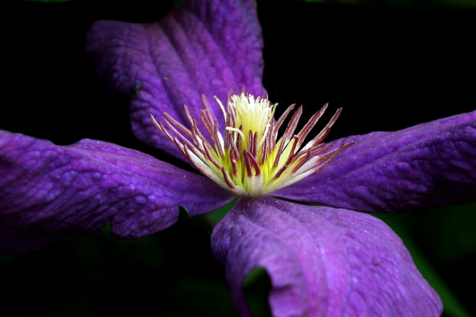 Garden plant closeup