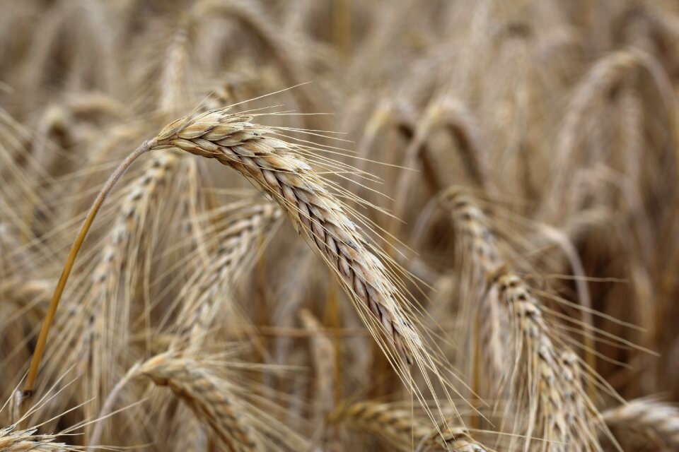 Cereals ear cornfield