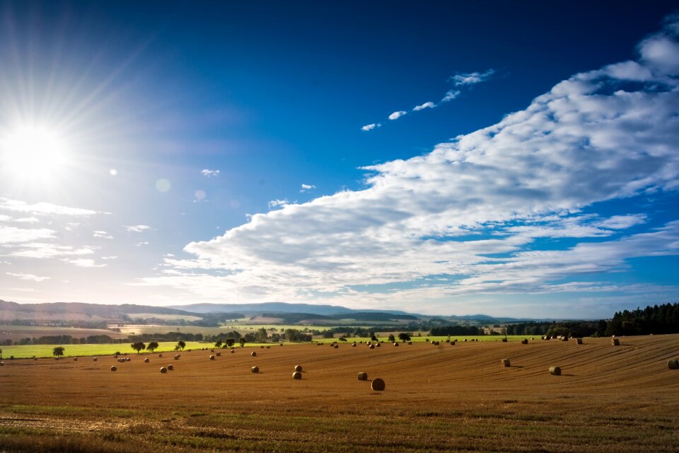 Cereals straw bales summer