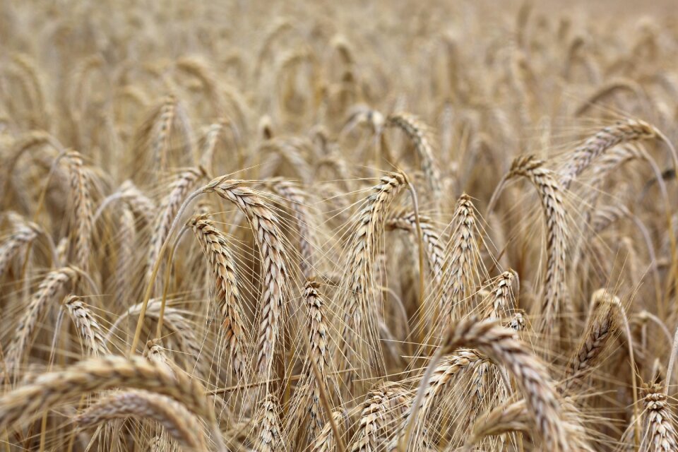 Cereals spike cornfield