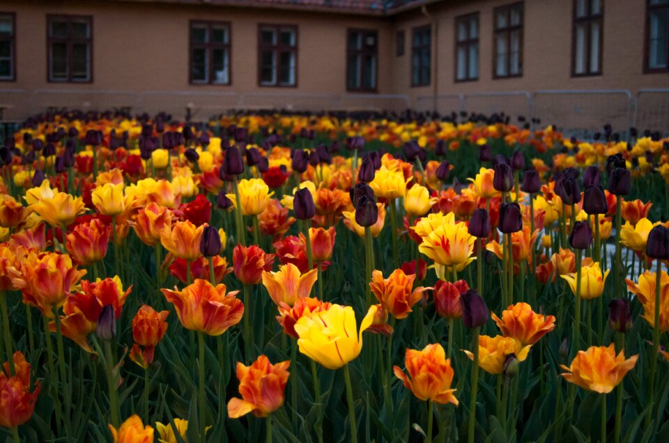 Yellow floral garden