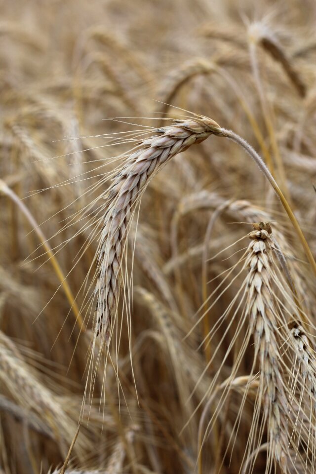 Cereals ear cornfield