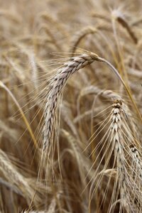 Cereals ear cornfield