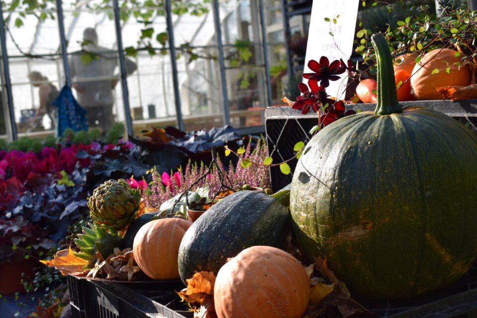 Höstblommor late summer the autumn fair