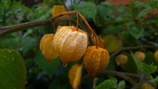 Food nature plant