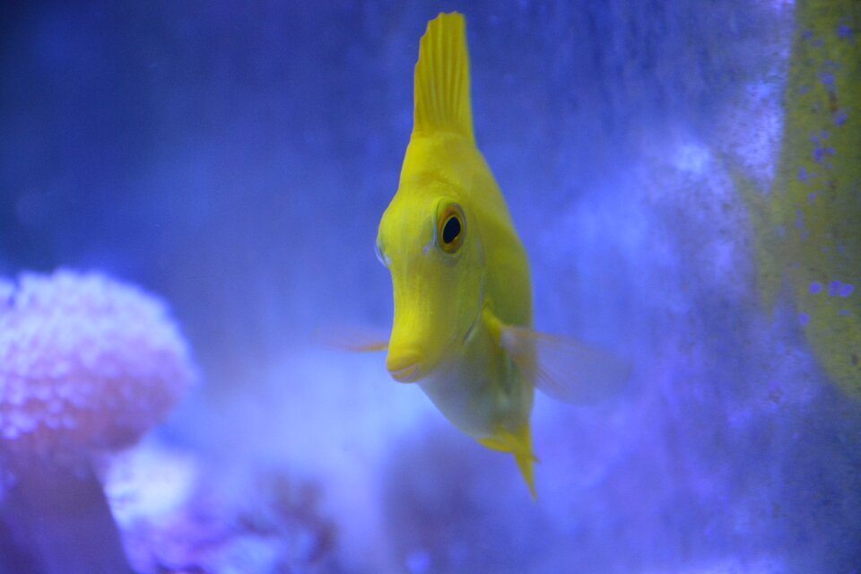 Aquarium sea ​​water yellow