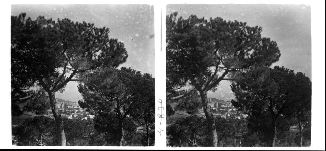 Vista dels escolapis entre pins