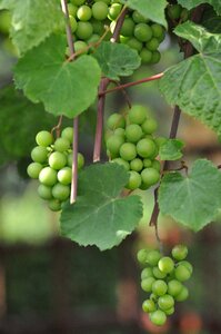 Grapes green Free photos