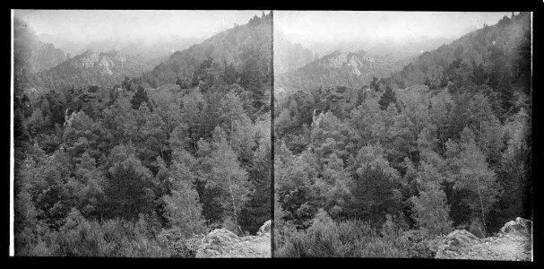 Vista general d'un bosc a la vall de Cadí