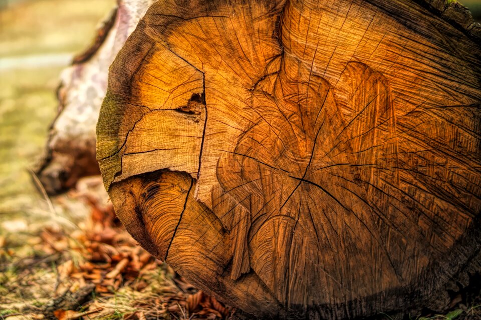 Tree annual rings structure