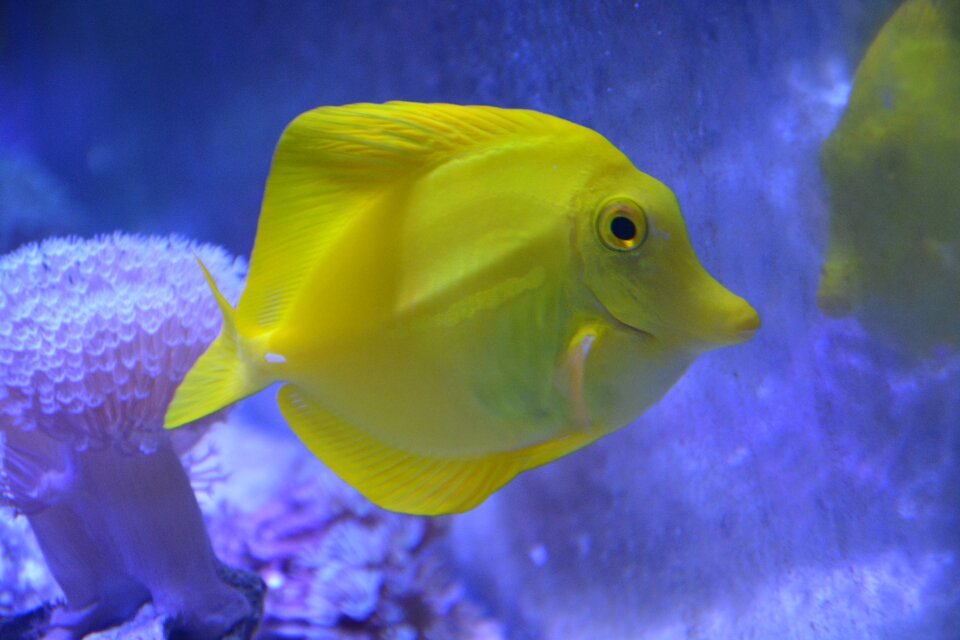 Sea ​​water aquarium yellow