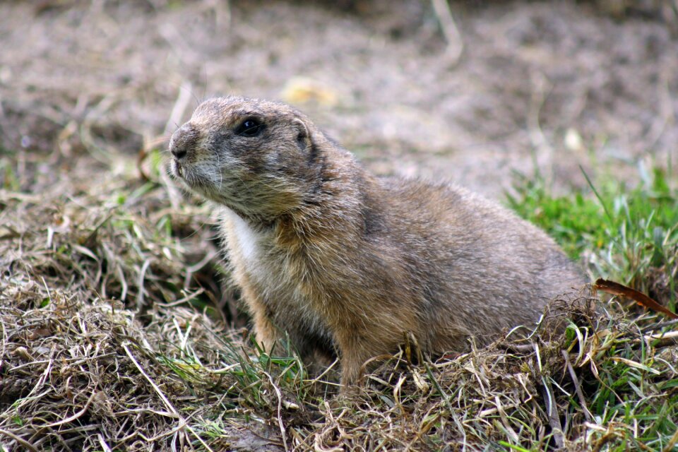 Nature rodent alpine