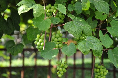Grapes green Free photos