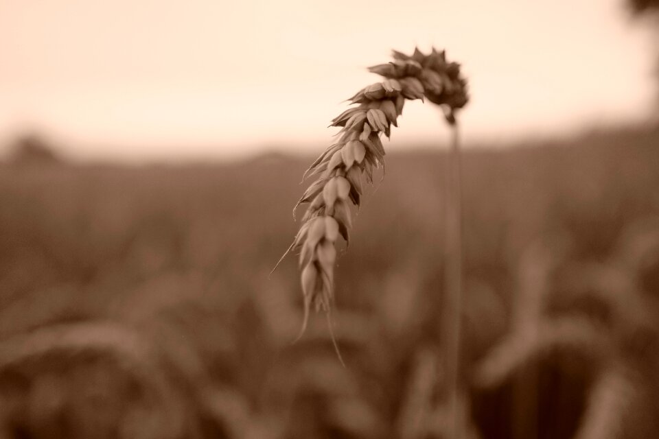 Farm wheat harvest