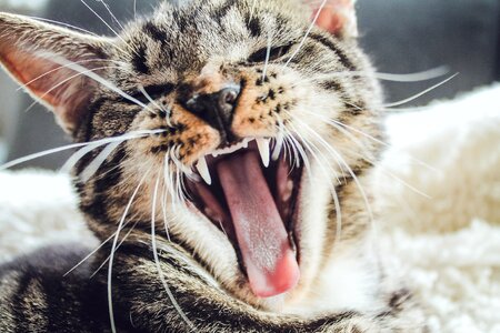Fangs tongue little